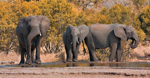Parque Nacional Kruger - África