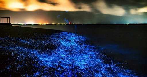 BioBay em Porto Rico